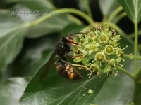 Insecten [Insecta]